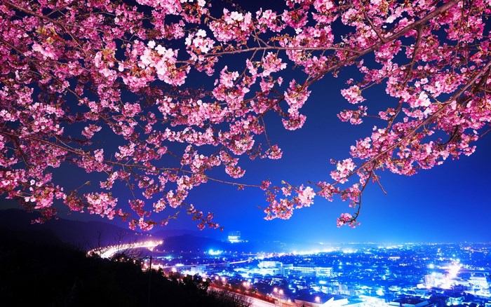 Cherry blossoms at night over a city