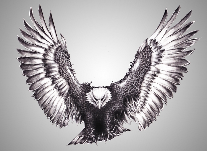 Bald Eagle with Wings Spread
