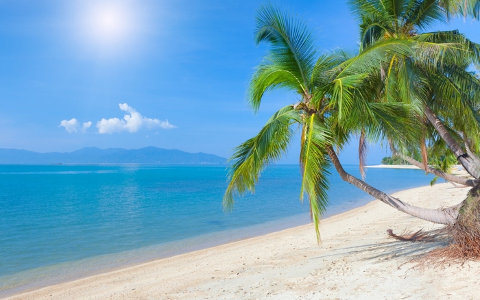 Tropical beach with palm trees and ocean