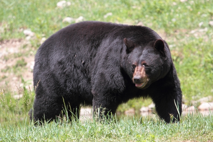 Black bear standing in grass
