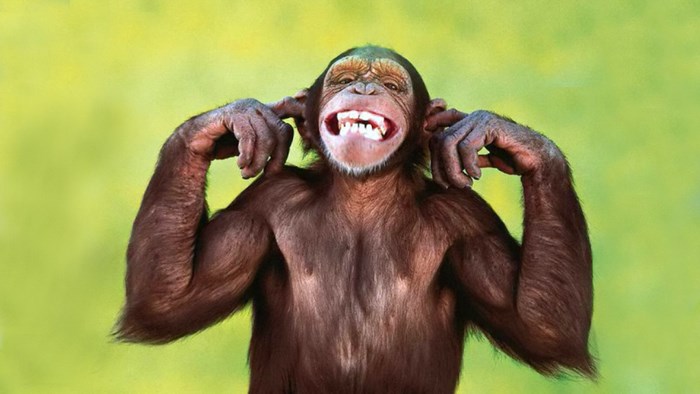 Chimpanzee covering its ears with a wide grin