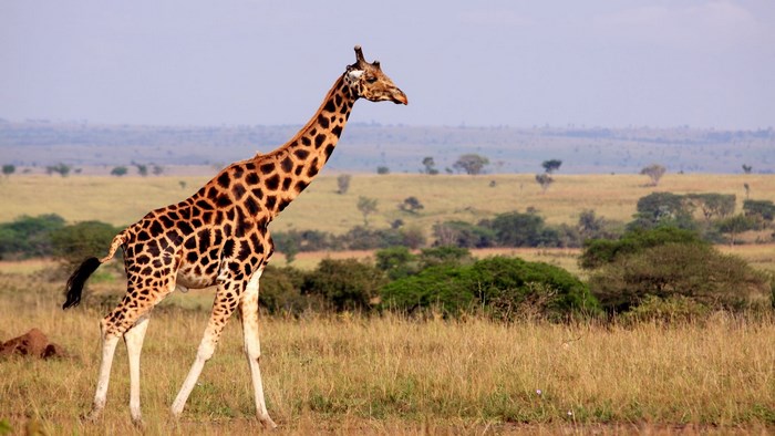 Giraffe in a Vast African Savannah