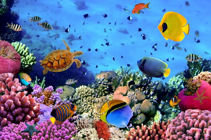Underwater coral reef with fish and sea turtle