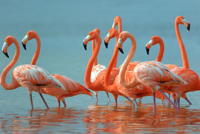 Vibrant Flamingos Standing in Shallow Water