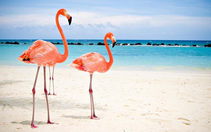 Two Flamingos on a Tropical Beach