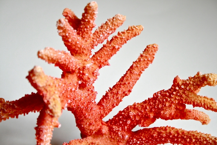 Close-up of a red coral branch