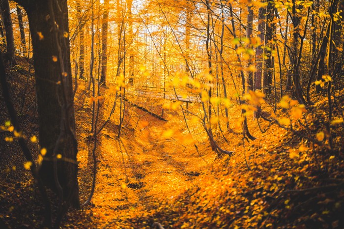 Autumn forest with golden leaves and trees