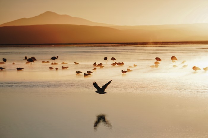 Birds on a misty lake at sunset with mountains