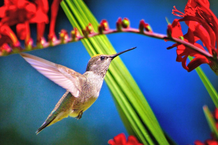 Hummingbird hovering near red flowers and green leaves