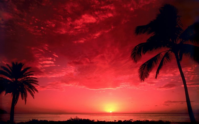 Red sunset over the ocean with palm trees
