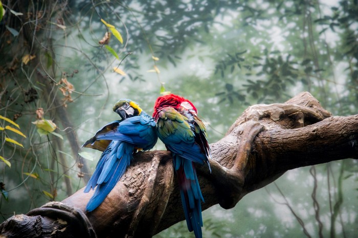 Colorful Parrots Sitting on Tree Branch in 4K