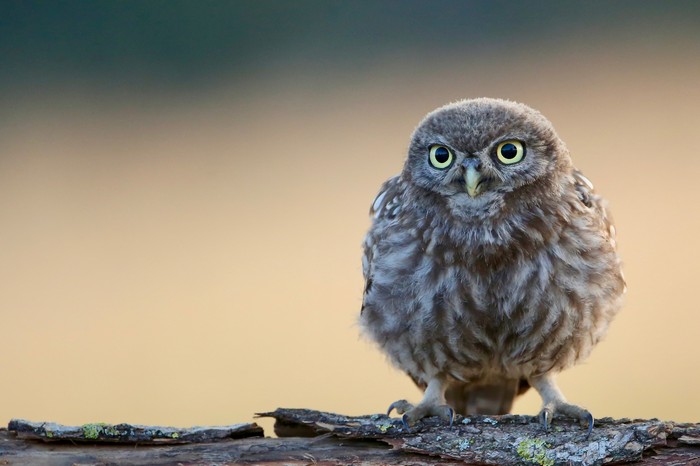 Cute little owl sitting on a branch