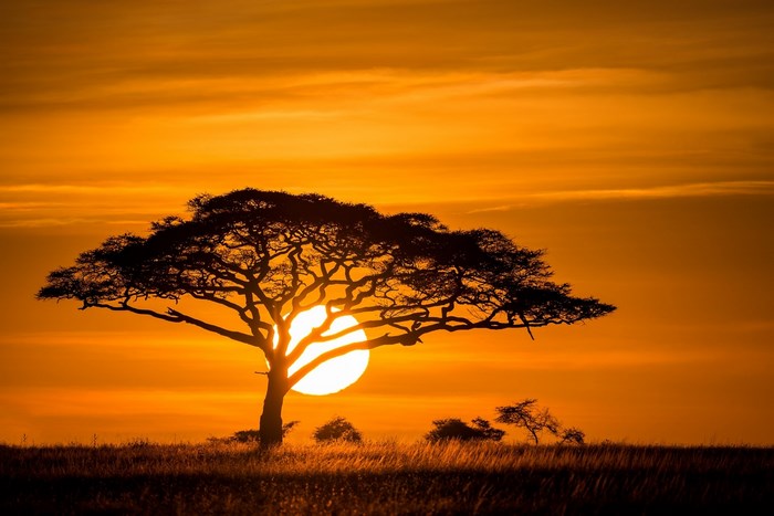 Acacia tree at sunset