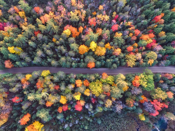 Aerial view of a forest in autumn with a road