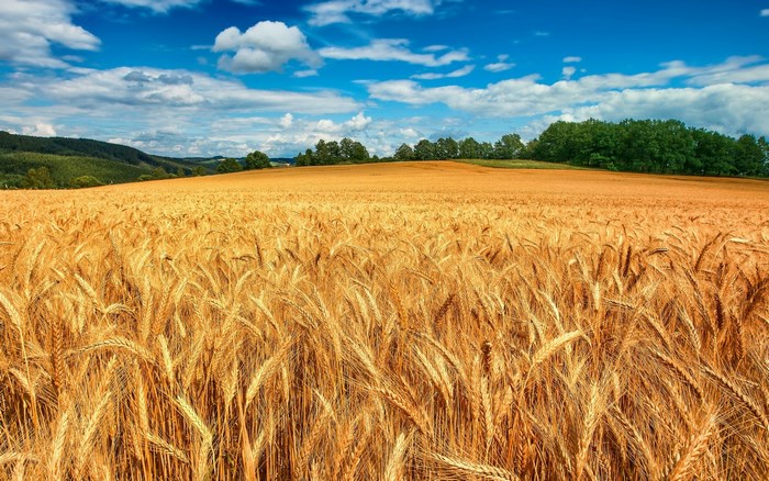Golden wheat field under a blue sky