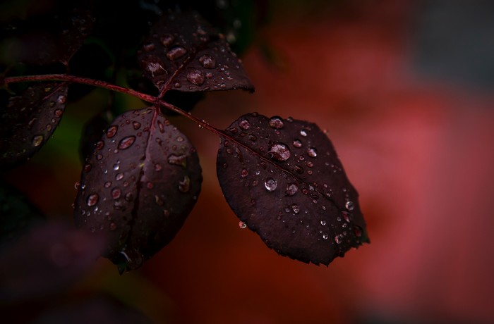 Dark leaves with water drops in macro