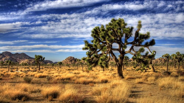 Joshua Tree National Park landscape with trees and mountains