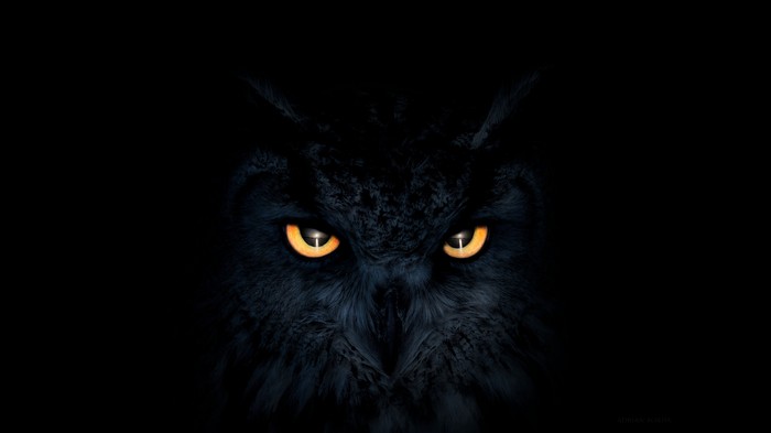Close-up of an owl's face with glowing eyes