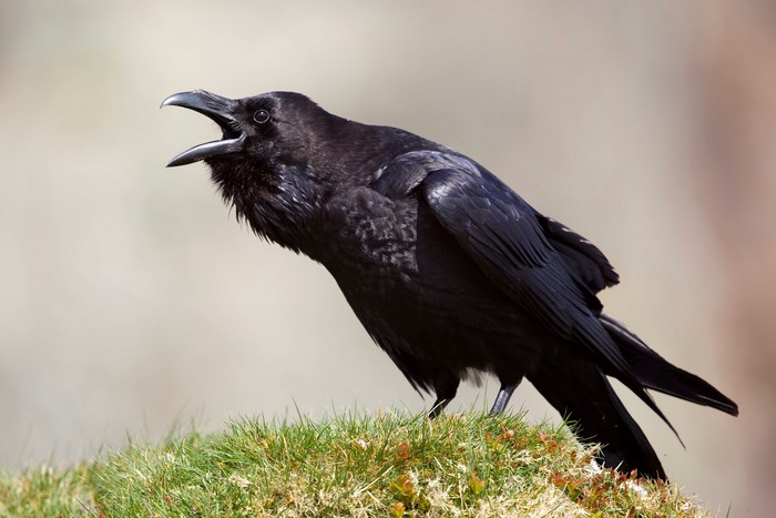 A black raven perched on a grassy mound
