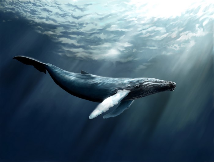 Humpback whale swimming in ocean sunlight