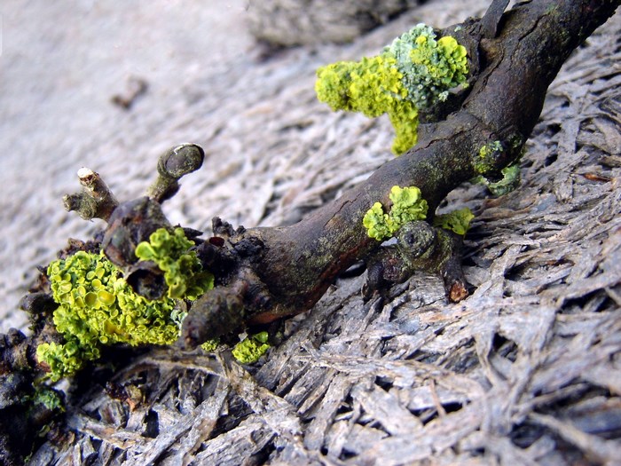 Close up of lichen on a branch