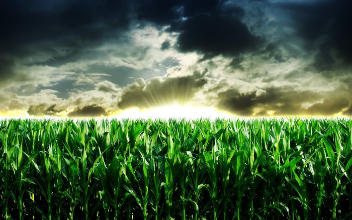 Cornfield under stormy sky with sun rays
