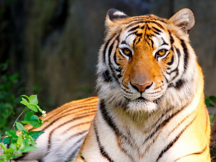 Close-up of a tiger's face