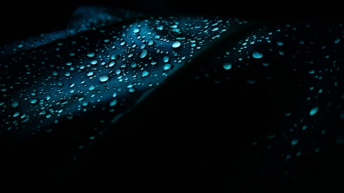 Close-up of water drops on a dark leaf