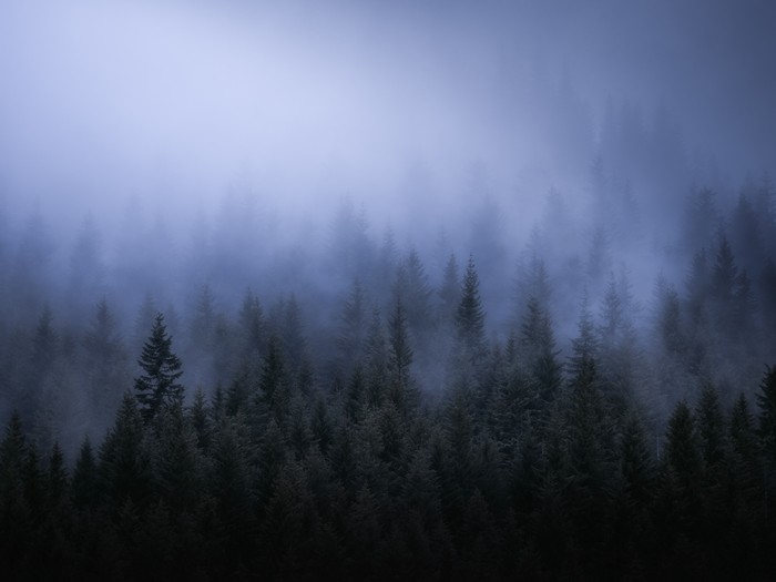 Misty forest with tall evergreen trees