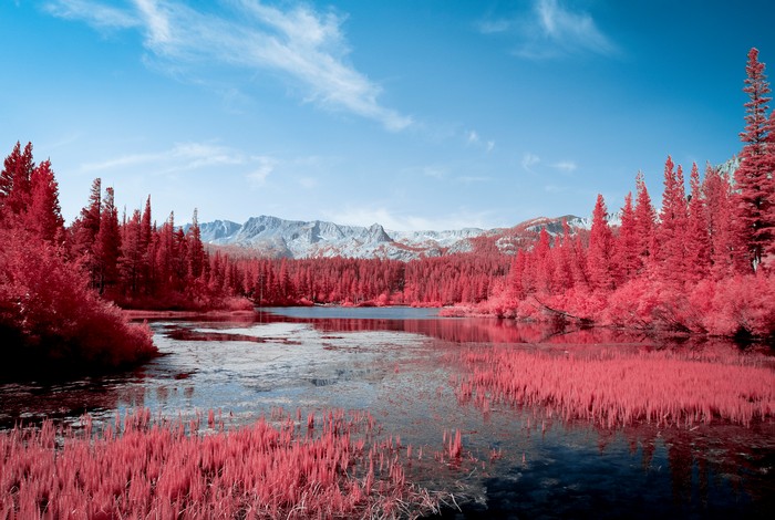 Pink Trees Reflecting in a Lake with Mountains