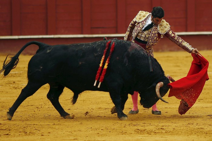 Bullfighter with bull in arena
