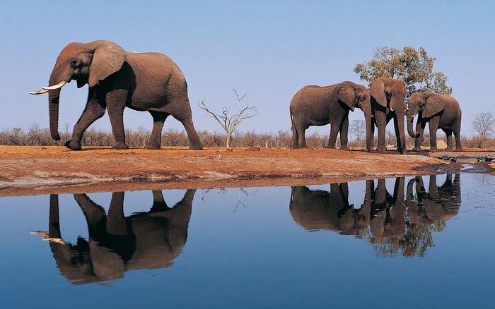 Elephants by a watering hole
