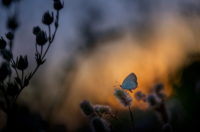Butterfly on a plant at sunset