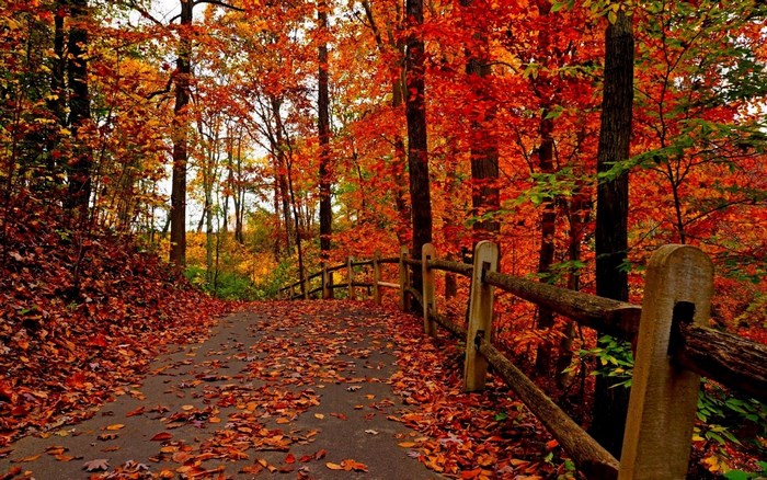 Autumn forest path with wooden fence and fallen leaves