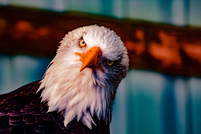 Bald eagle with orange beak and white head