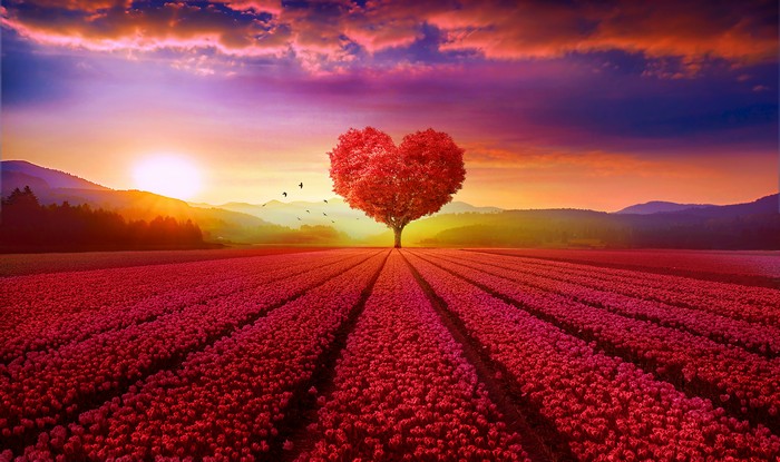 Heart-Shaped Tree in Red Flower Field at Sunset 4K