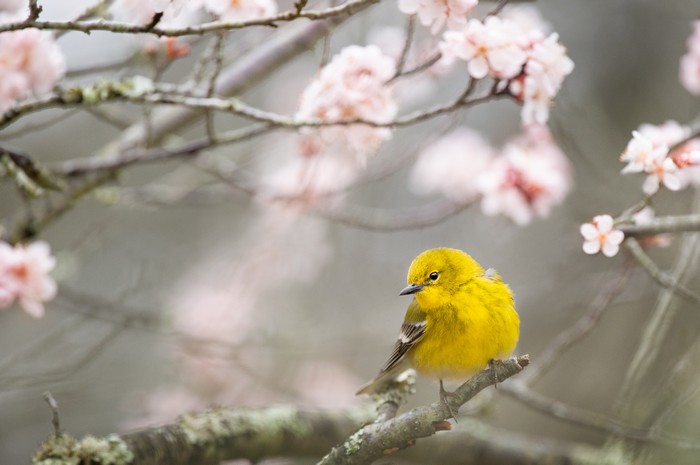 Yellow bird on a branch with pink flowers