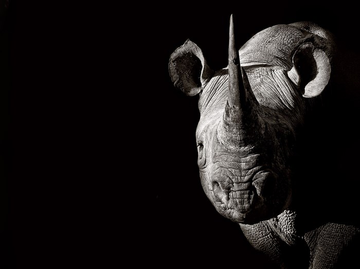 Close-up of a rhinoceros head