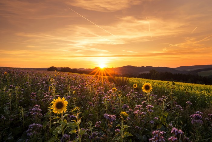 Field of sunflowers and purple flowers at sunrise