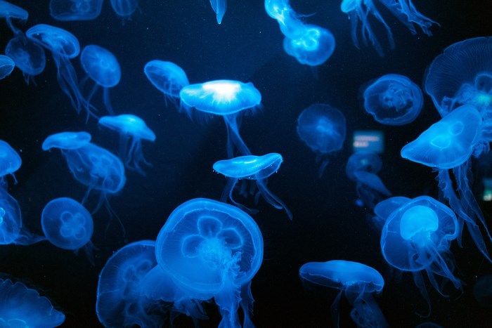 A group of blue jellyfish in dark water
