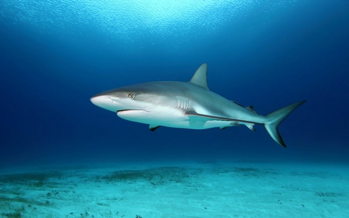 Shark swimming in blue ocean water
