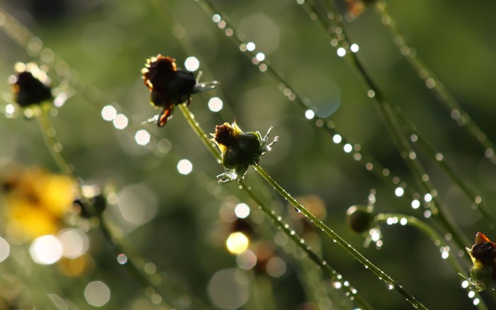 Dewdrops on plants with bokeh
