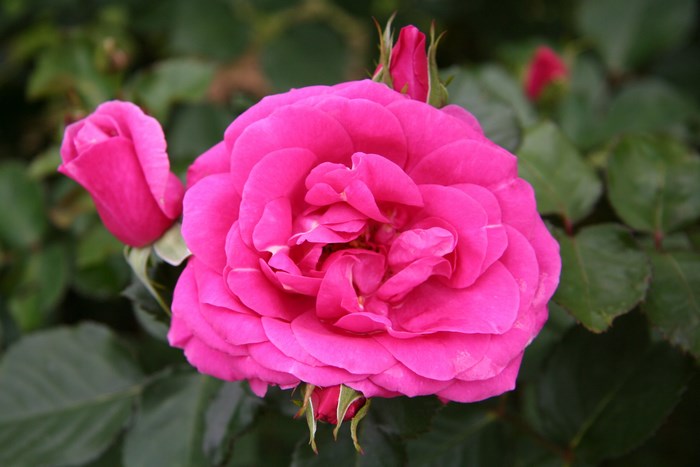 Close-up of a vibrant pink rose with buds