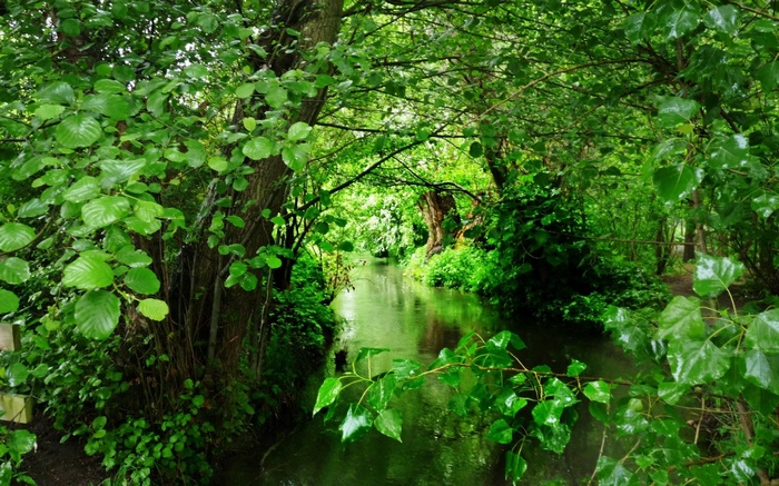 A tranquil stream flows through a dense, green forest.