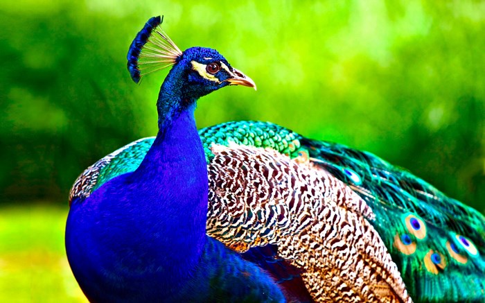 Vibrant Peacock with Colorful Feathers