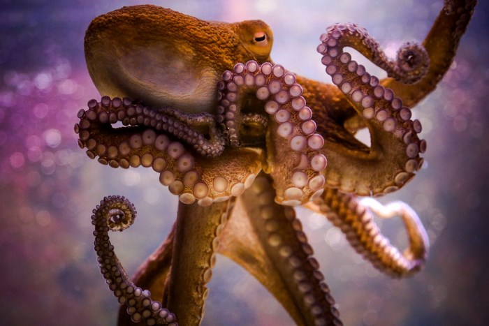 Close-up of a Vibrant Octopus with Curled Tentacles
