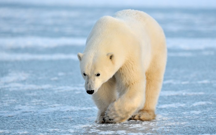 Polar bear walking on ice