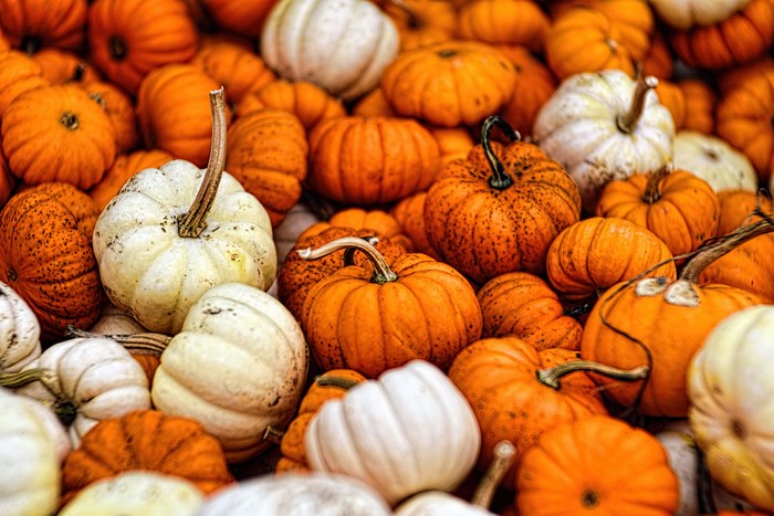 Pile of pumpkins