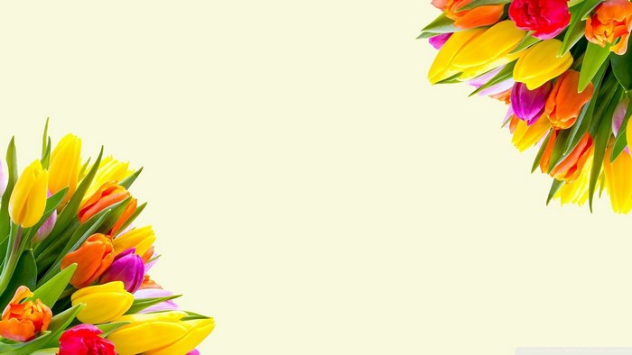 Colorful Tulip Flowers on Light Background