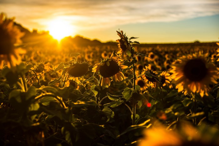 Field of sunflowers at sunset